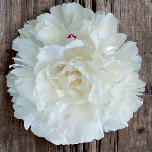 ‘Festiva Maxima’