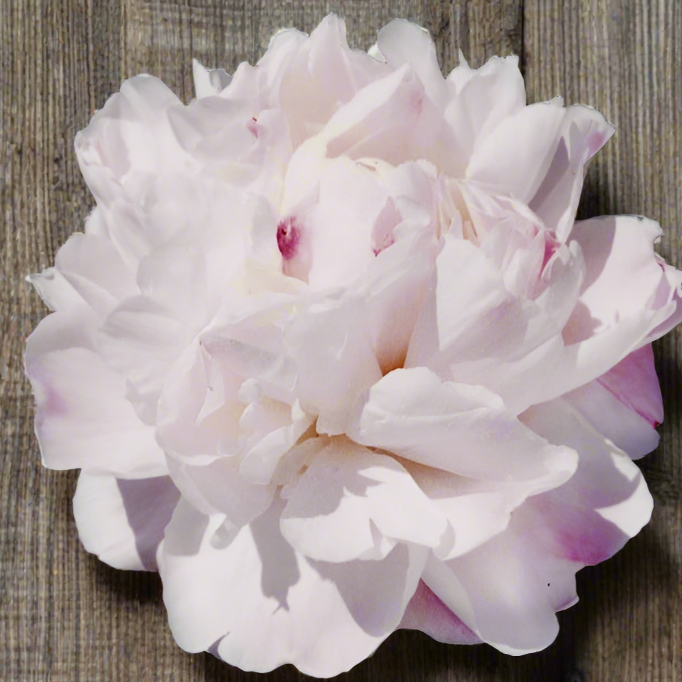 ‘Gardenia’