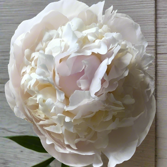 ‘Florence Nicholls’