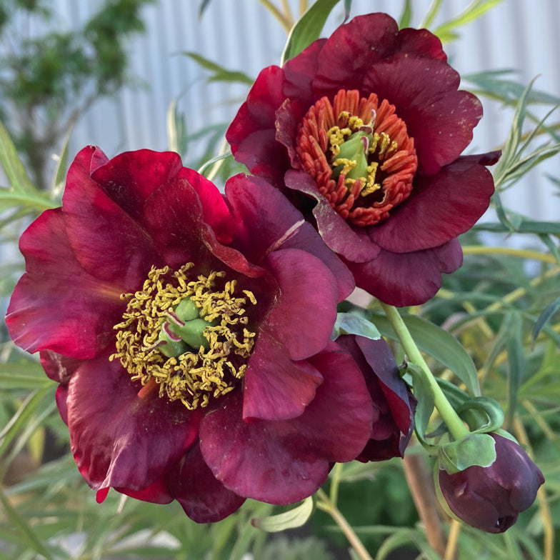 Paeonia delavayi