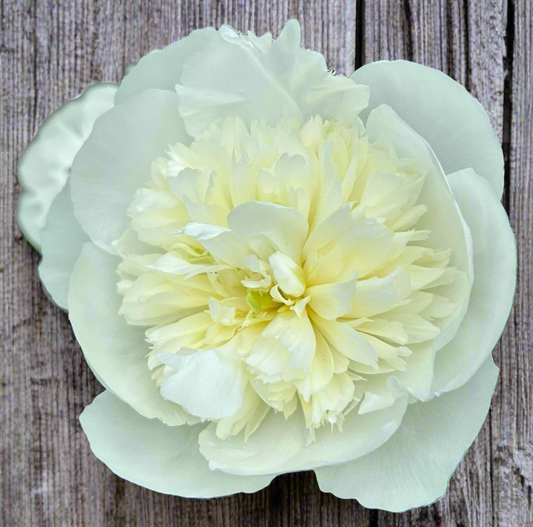 'Duchesse de Nemours'