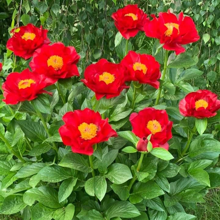 ‘The Mackinac Grand’