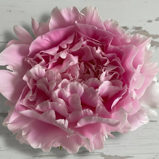 ‘Fairy’s Petticoat’