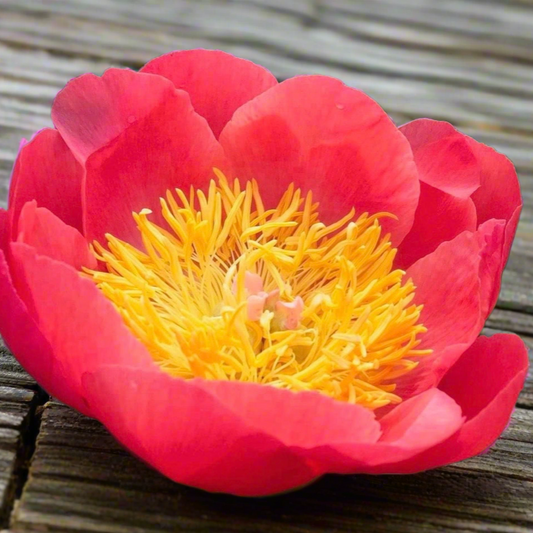 ‘Coral ‘n’ Gold’