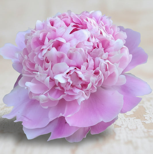 ‘Mon. Jules Elie’