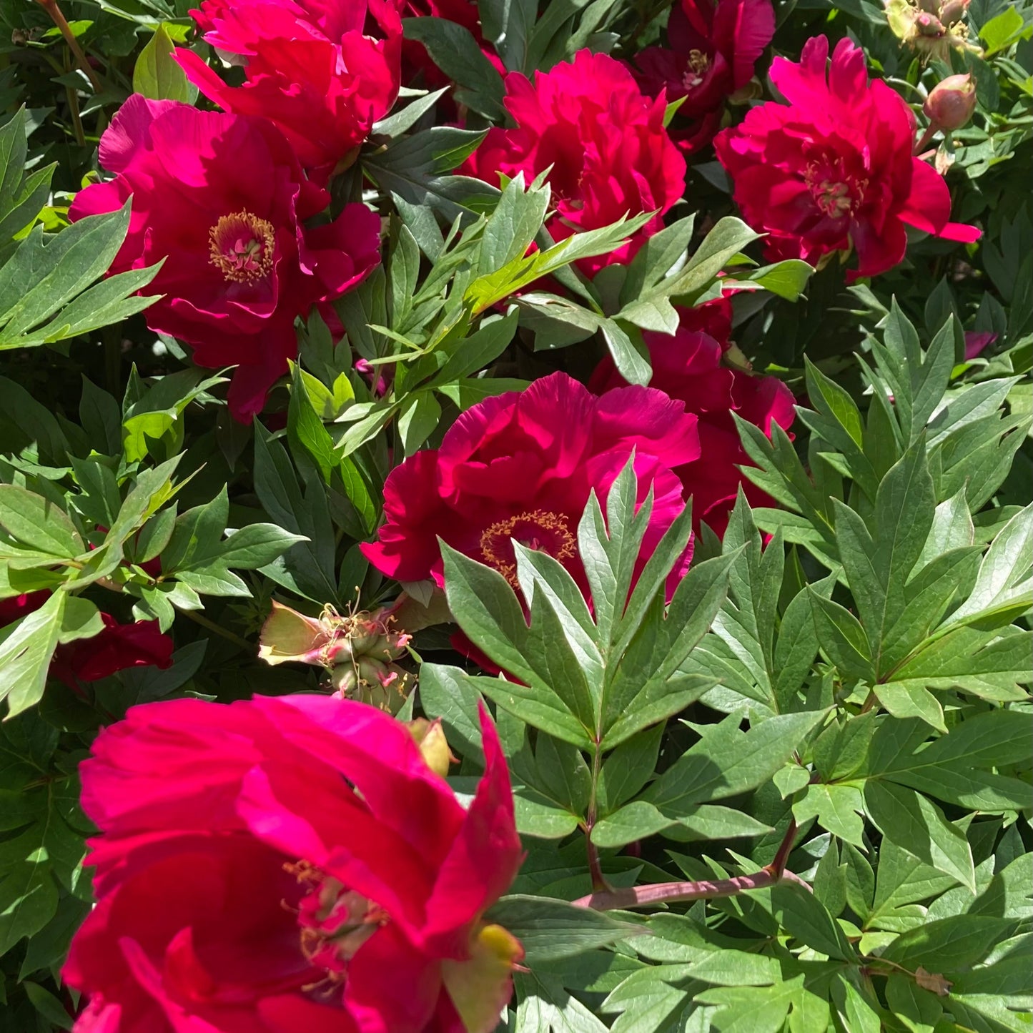 Itoh ‘Scarlet Heaven’