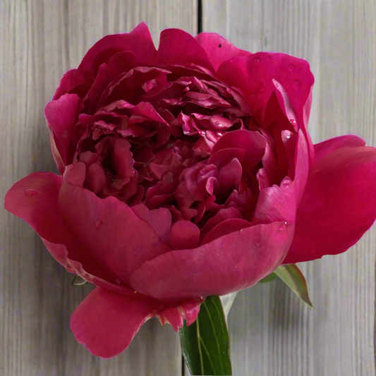 'Dr. John Crenshaw'