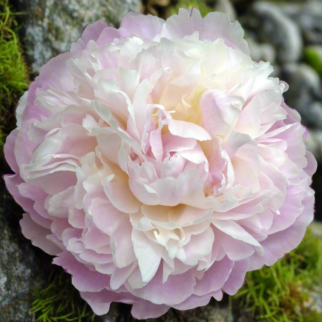 ‘Moonstone’
