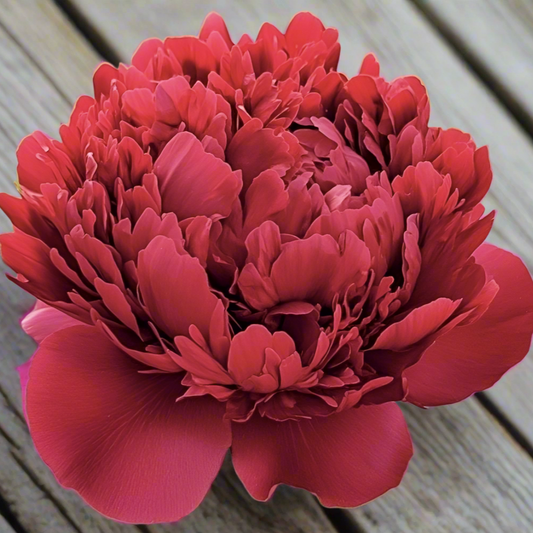 ‘Red Charm’