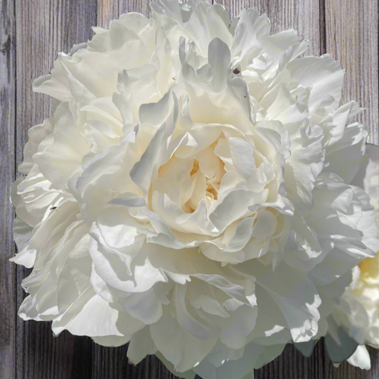 ‘Amalia Olson’