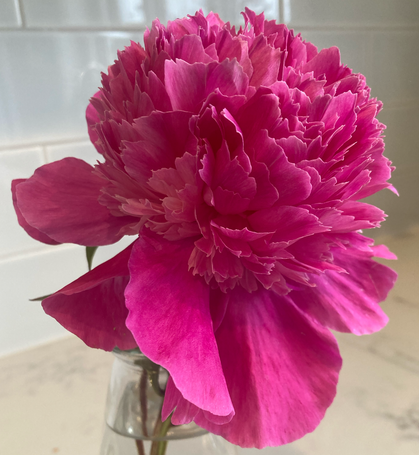 ‘Pink Pom Pom’