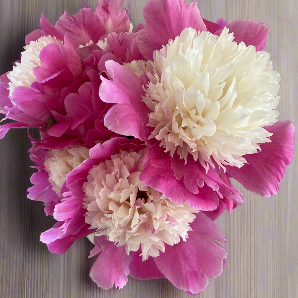 ‘Cora Stubbs’