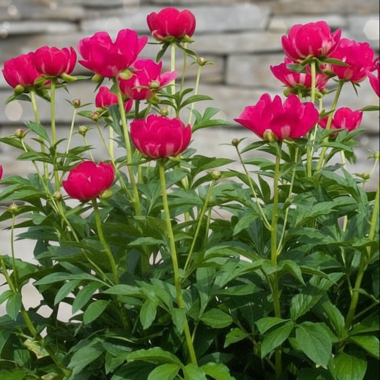 ‘Scarlet O’Hara’