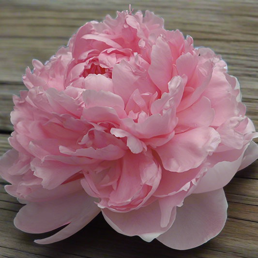 ‘Walter Faxon’