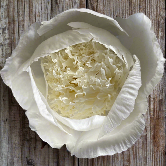 ‘Carrara’