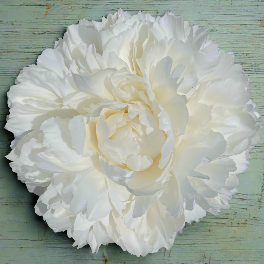 'Bowl of Cream'