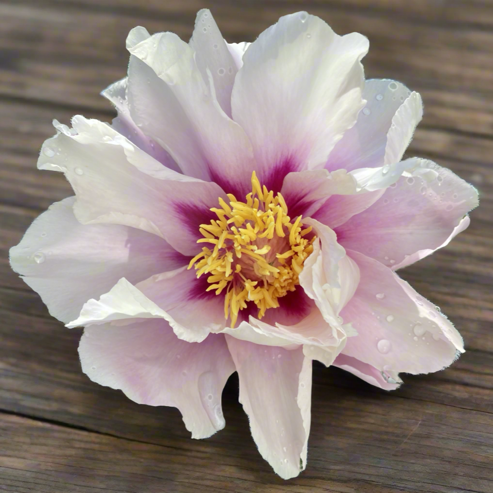 Itoh ‘Cora Louise’