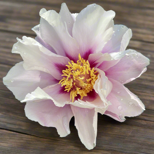 Itoh ‘Cora Louise’