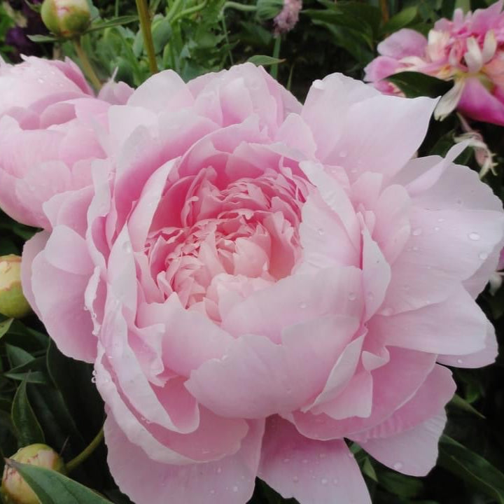 ‘Mrs. Franklin D. Roosevelt’
