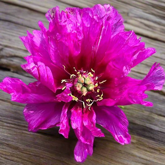 Itoh ‘Morning Lilac’