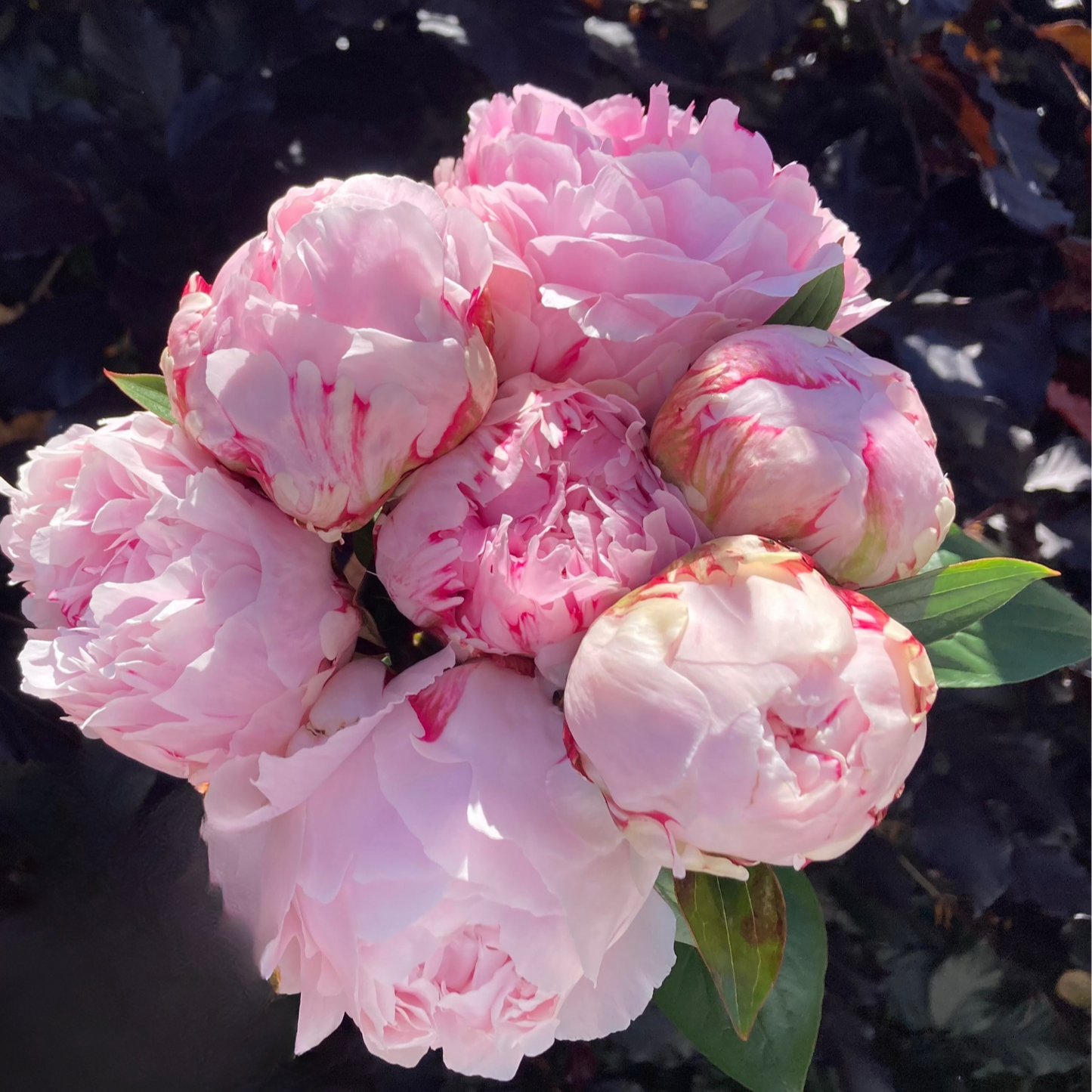 ‘Sarah Bernhardt’