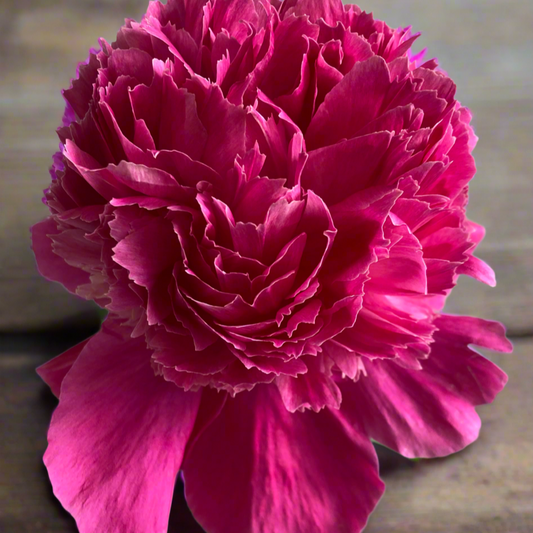 ‘Pink Pom Pom’