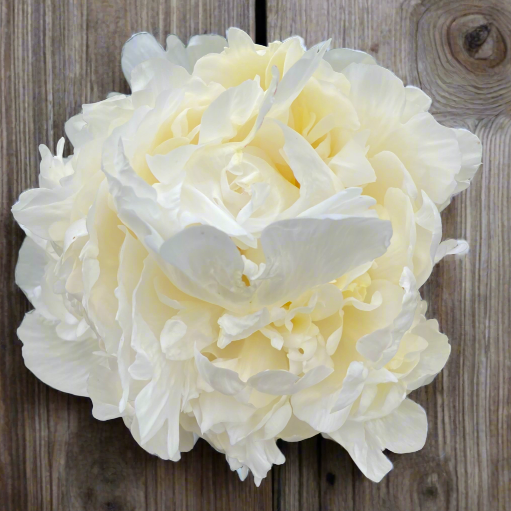 'Bridal Shower'