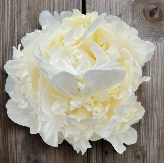 'Bridal Shower'