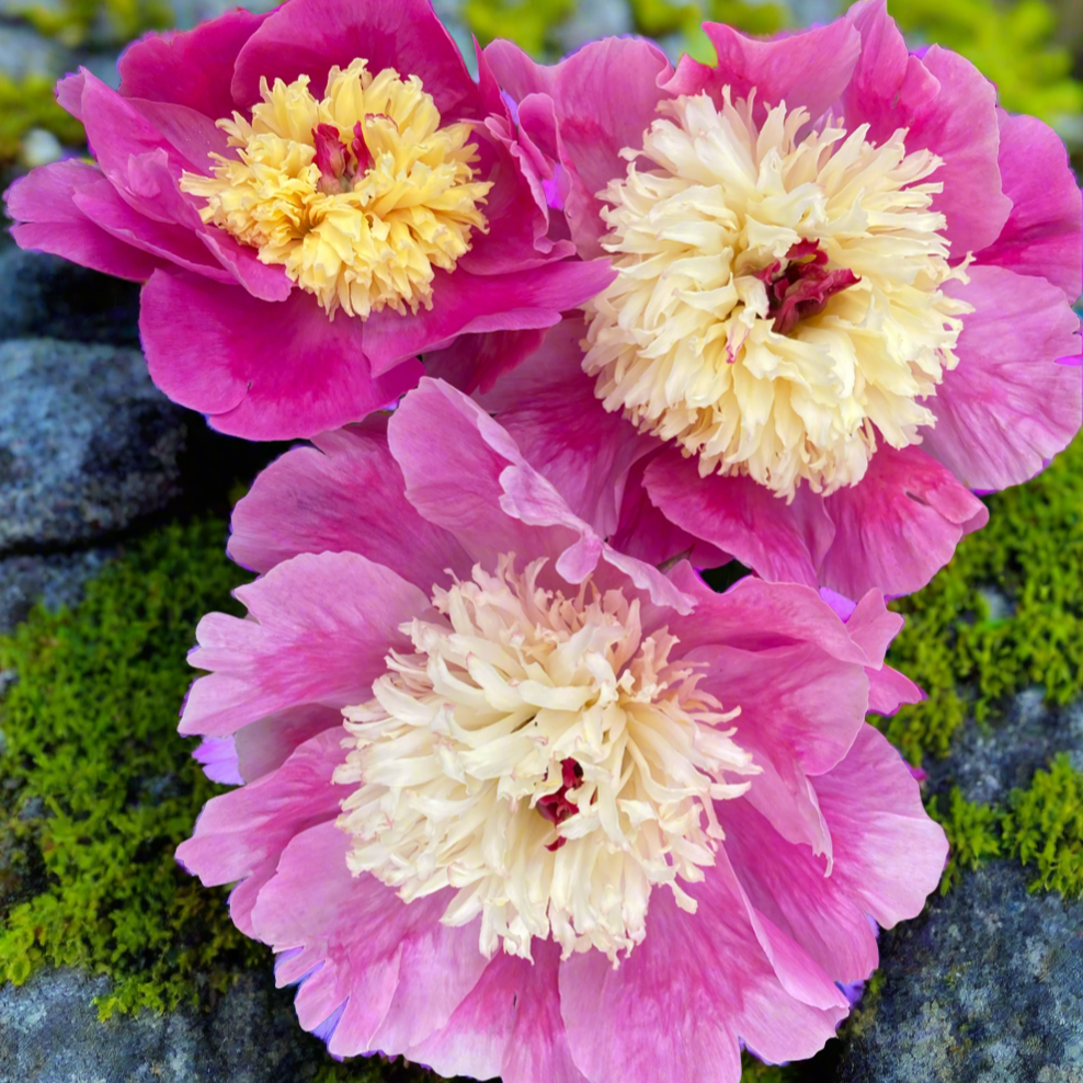 ‘Cora Stubbs’