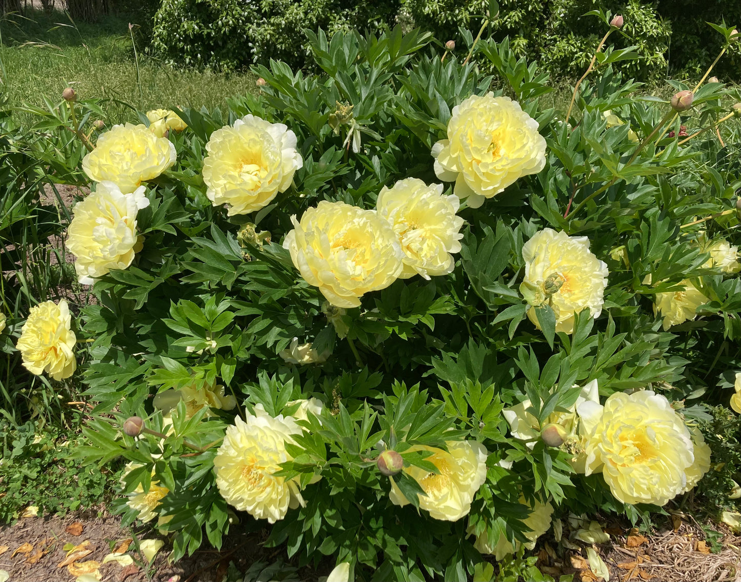 Itoh ‘Bartzella’