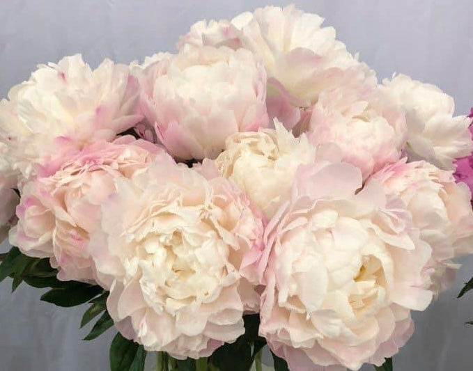 ‘Gardenia’