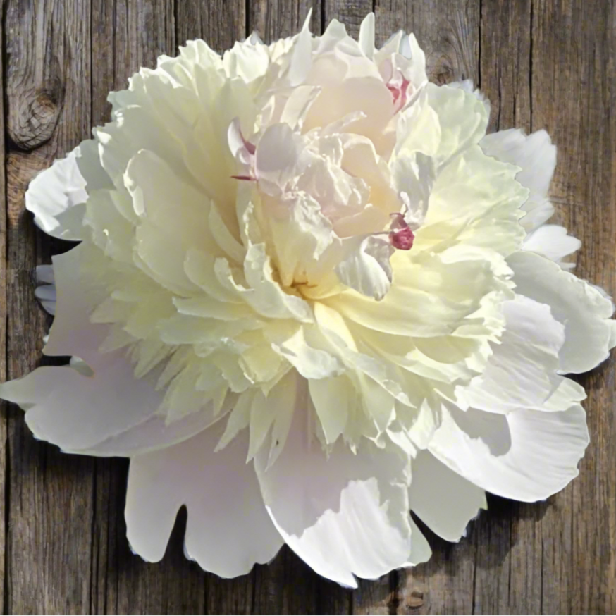 ‘Madame Calot’