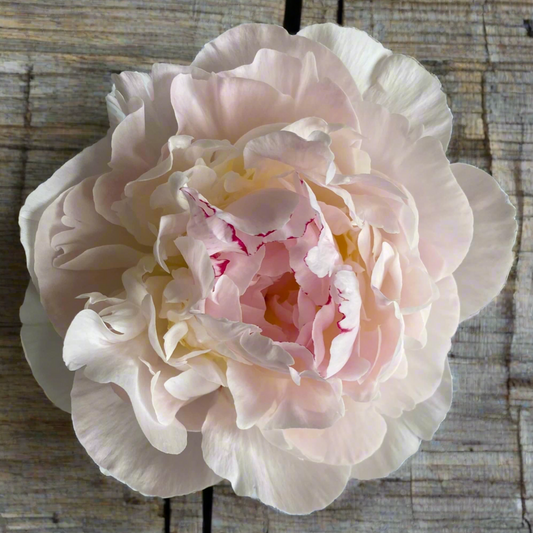 ‘Avalanche’