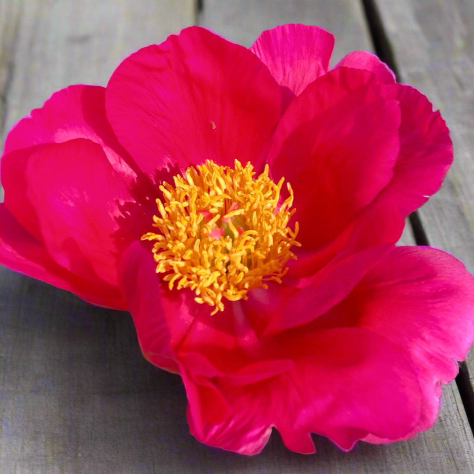 ‘Scarlet O’Hara’