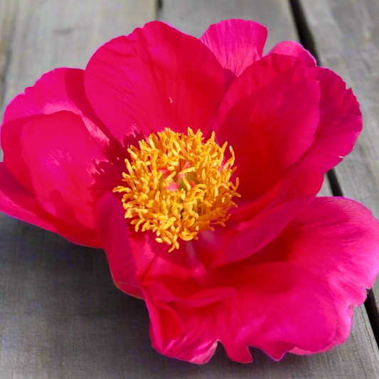 ‘Scarlet O’Hara’