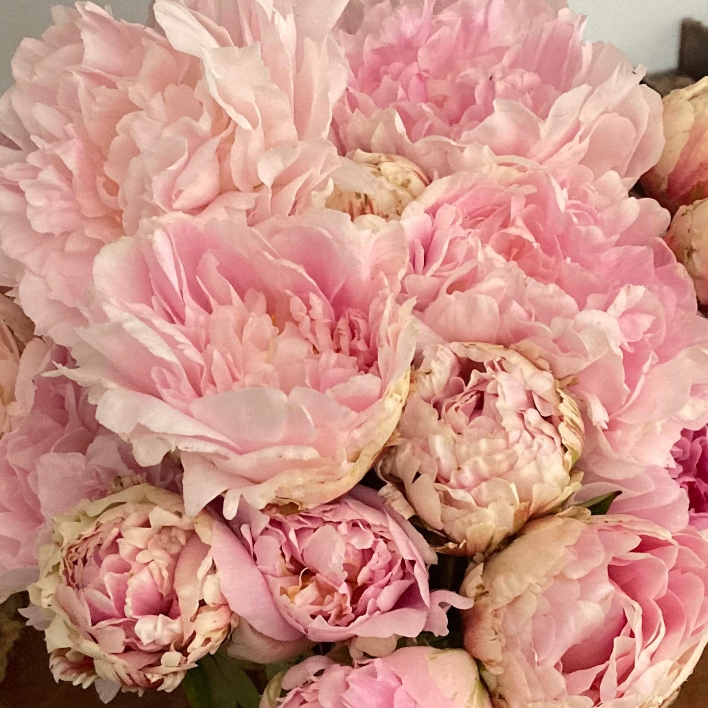 ‘Fairy’s Petticoat’