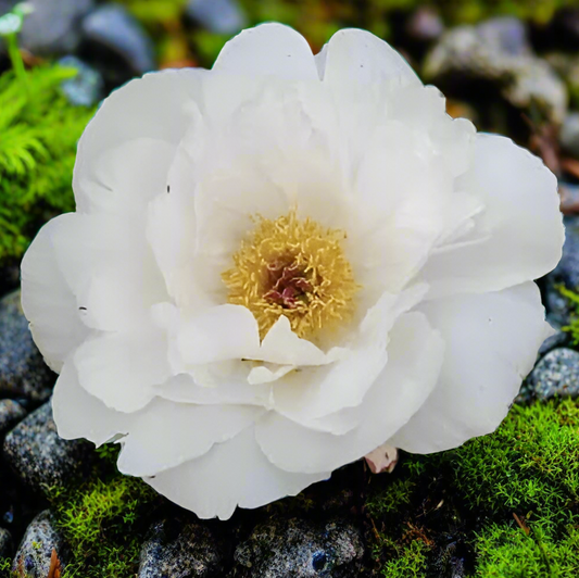 ‘Zuzu’