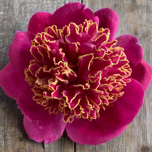 ‘Gilded Splendour’