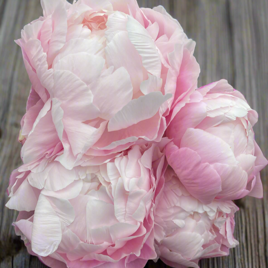 ‘Mrs. Franklin D. Roosevelt’