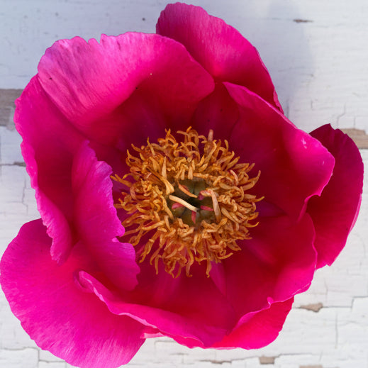 ‘Scarlet O’Hara’