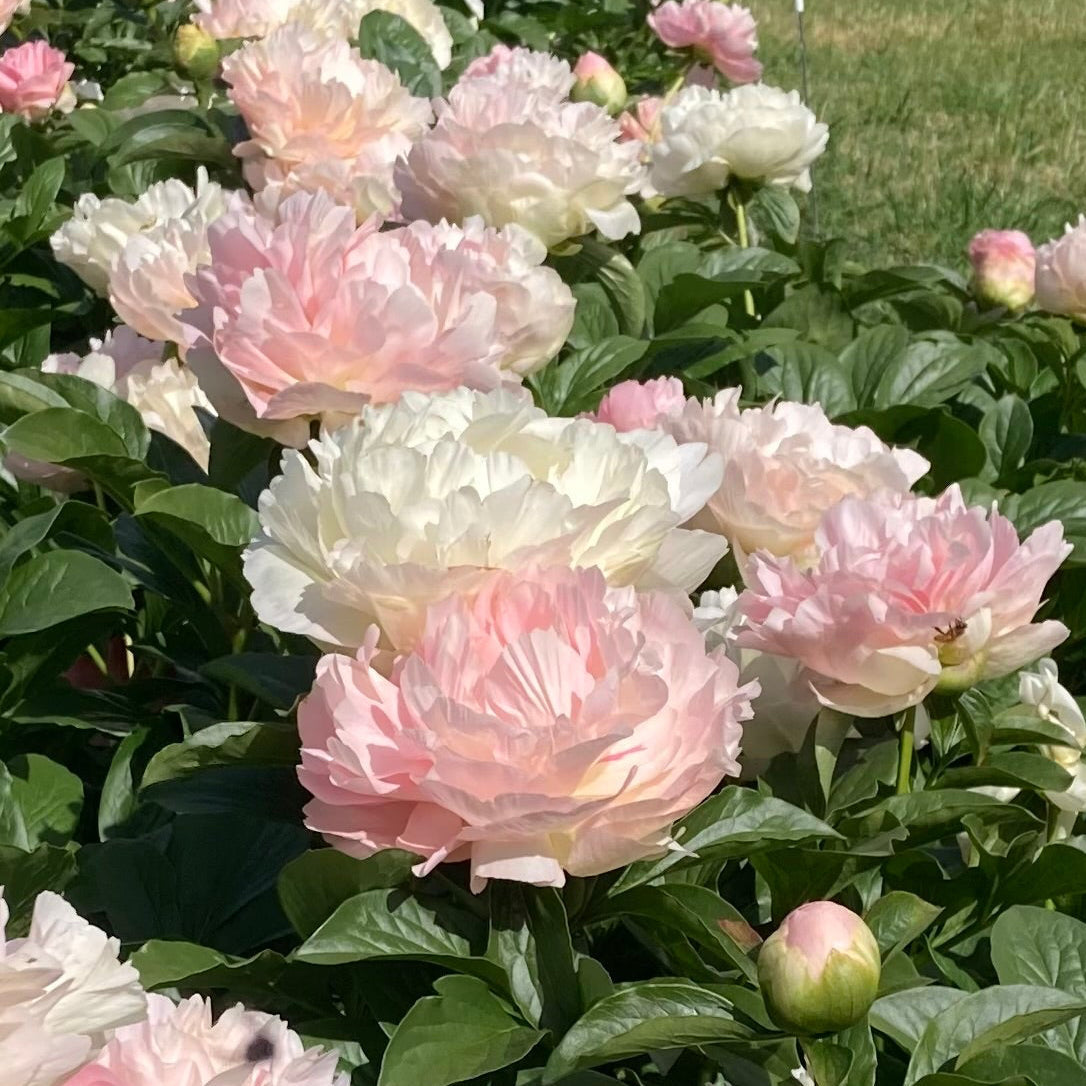 ‘Sweet Sensation’