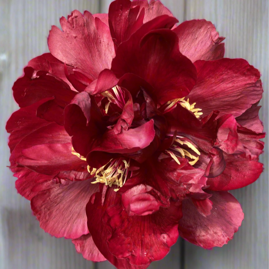 'Buckeye Belle'