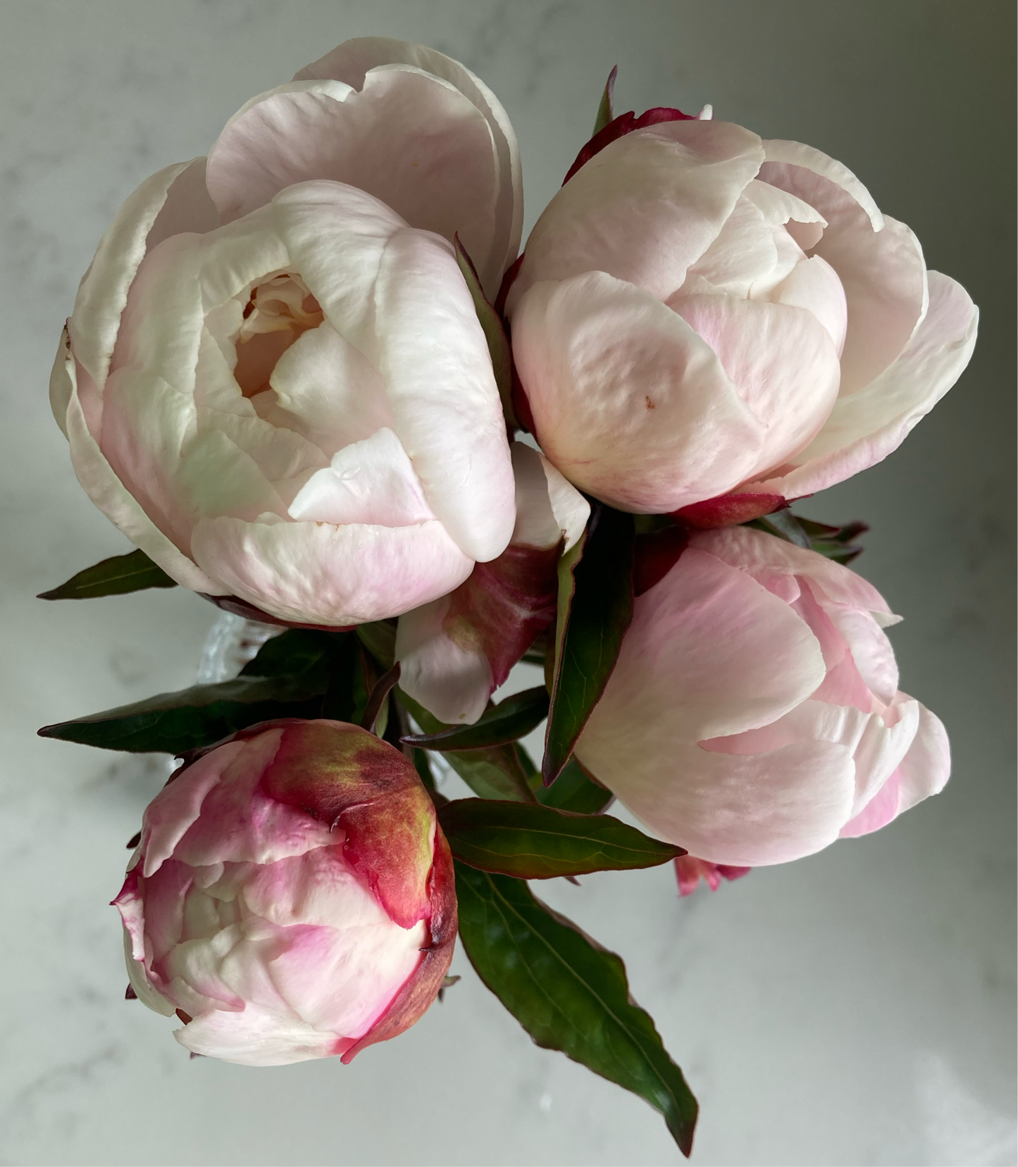 ‘Gardenia’