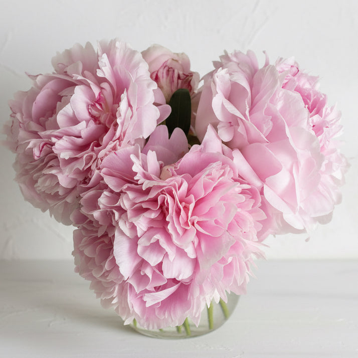 ‘Sarah Bernhardt’