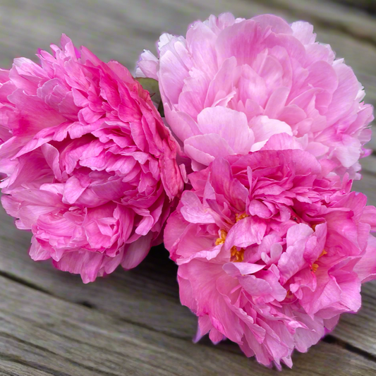‘Marietta Sisson’