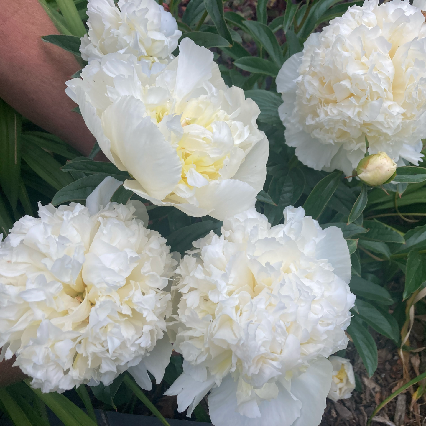 ‘Honey Gold’