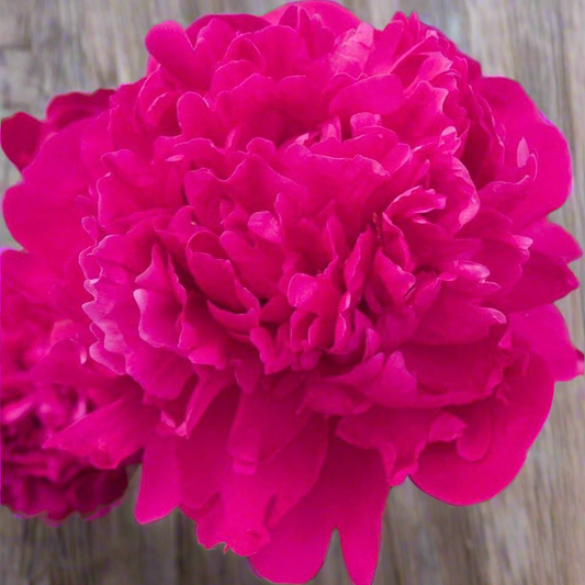 ‘Paul M. Wild’