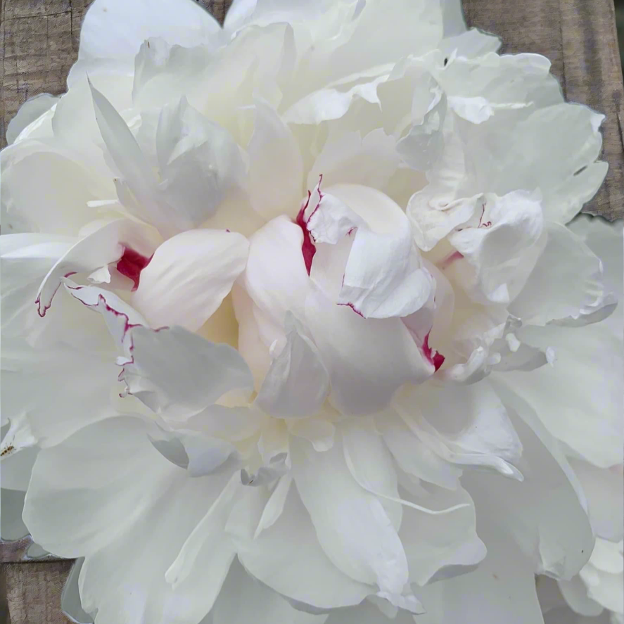 ‘Festiva Maxima’