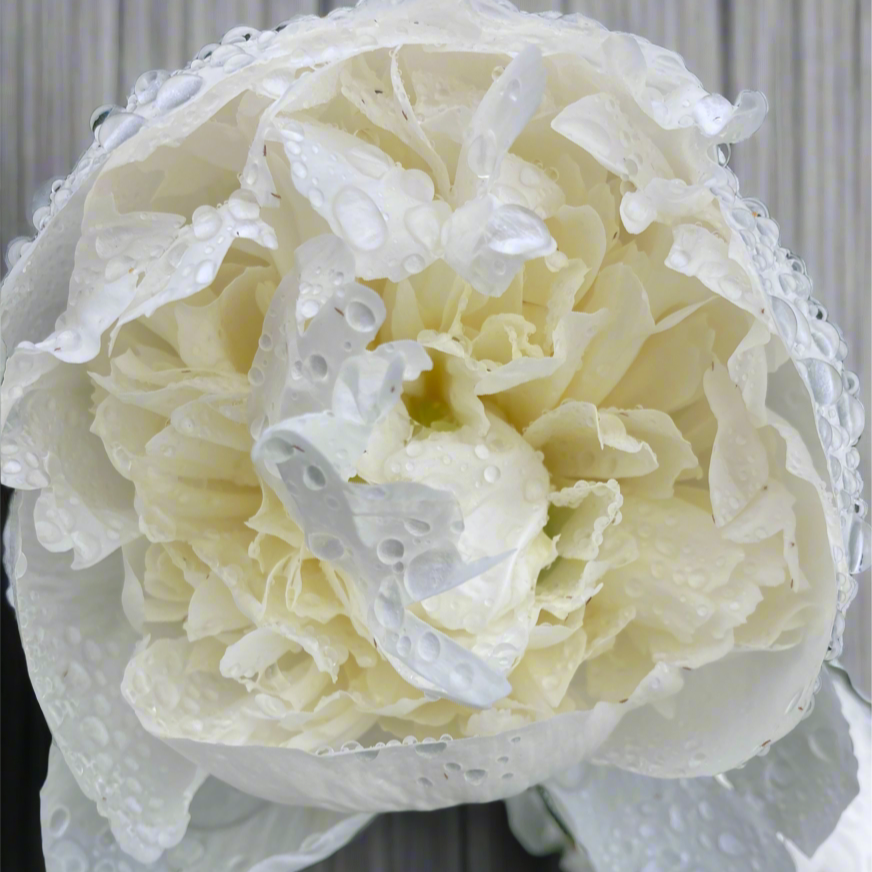 'Duchesse de Nemours'