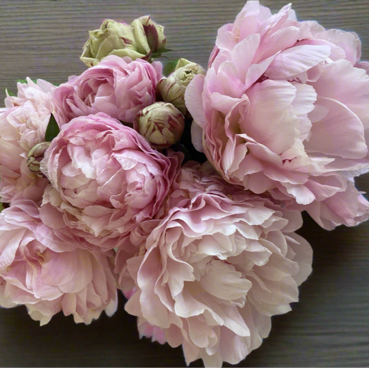‘Norma Volz’